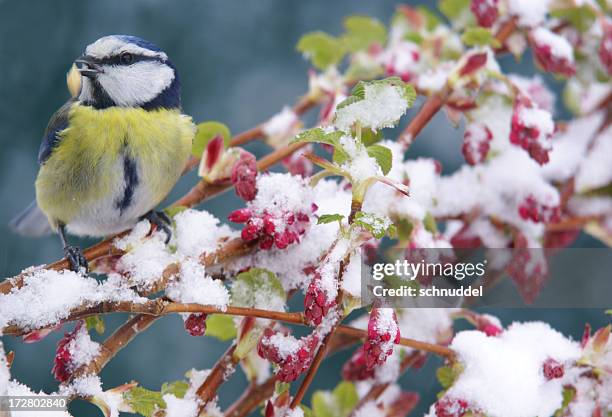 a bluetit standing on a tree branch in the winter - maart stockfoto's en -beelden