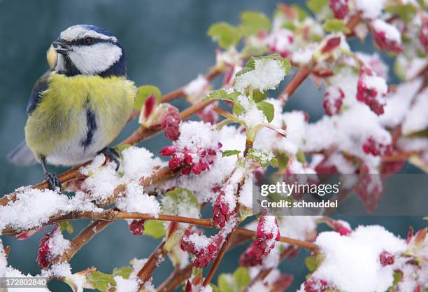 a bluetit standing on a tree branch in the winter - march month bildbanksfoton och bilder