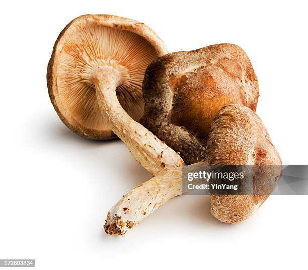 shiitake mushrooms, edible fungus raw vegetable food of japanese cuisine - shiitake mushroom stock pictures, royalty-free photos & images