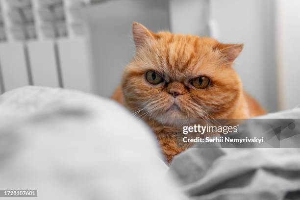 exotic shorthair cat close-up portrait. flat muzzle of a sad exotic cat with gold eyes. flat-faced cat breeds. selective focus - exotic shorthair cat stock-fotos und bilder