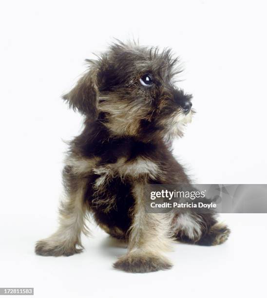 looking up - schnauzer stock pictures, royalty-free photos & images