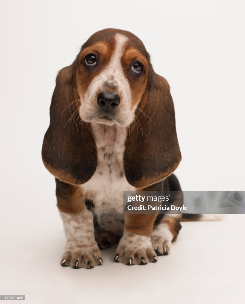 Sad bassett puppy