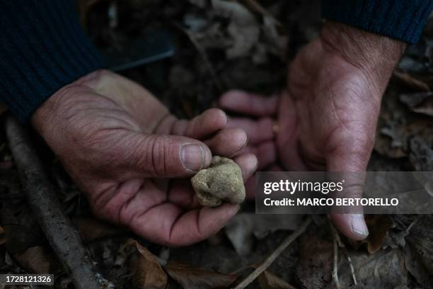 Truffle hunter Tino Marolo shows a white truffle found into the Langhe countryside in Canale d'Alba, northwestern Italy, on October 16, 2023.
