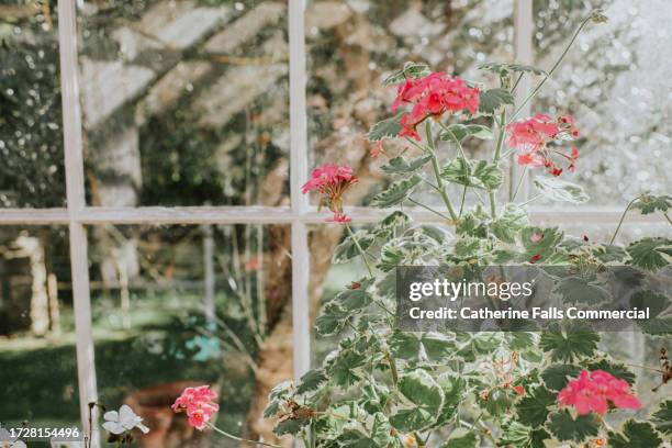 close-up of flowers in a stylish greenhouse - dappled sunlight stock pictures, royalty-free photos & images