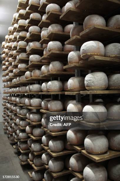 Mimolette cheese are pictured in a production site of the French Isigny Ste Mere company on July 4, 2013 in Isigny-sur-Mere, northwestern France....