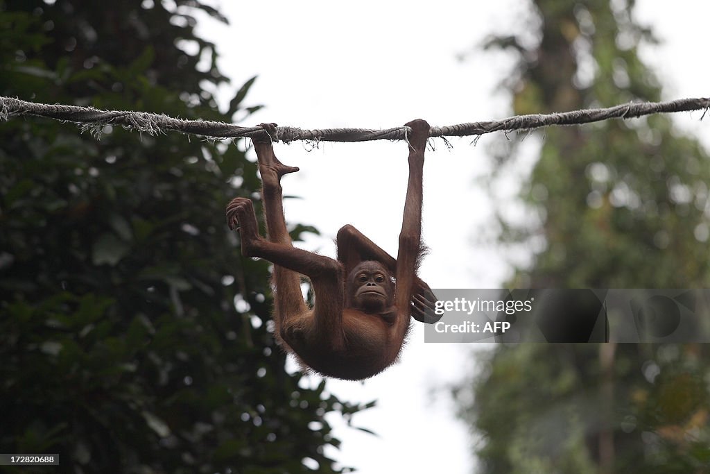 MALAYSIA-ANIMAL-ORANGUTAN