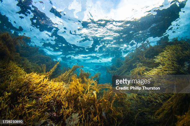 unterwasserwelt unter der meeresoberfläche mit algen und seetangbänken - meeresalge stock-fotos und bilder