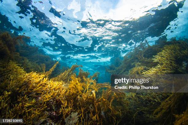 underwater environment beneath the ocean surface with seaweed and kelp beds - kelp stock pictures, royalty-free photos & images