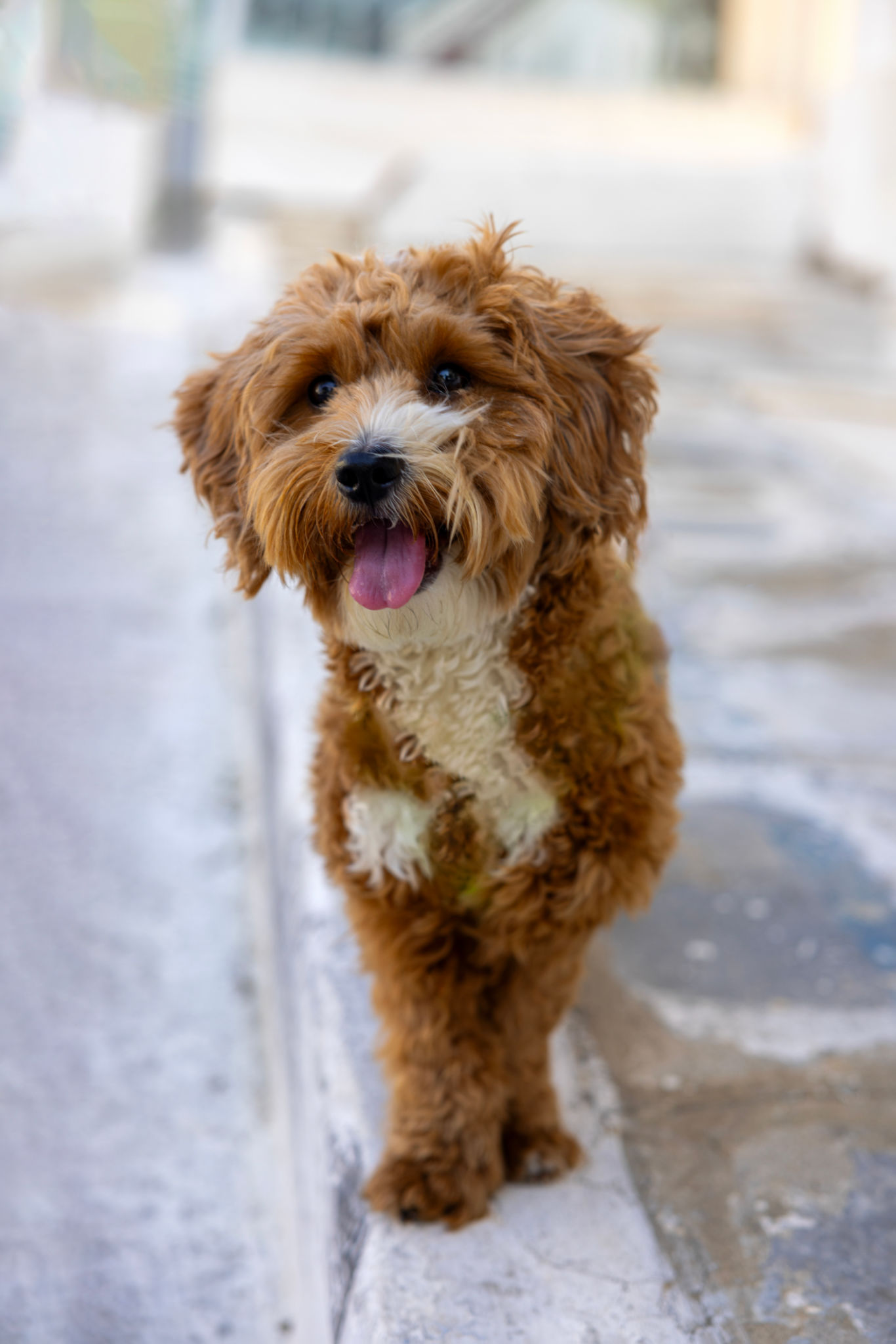 happy small dog