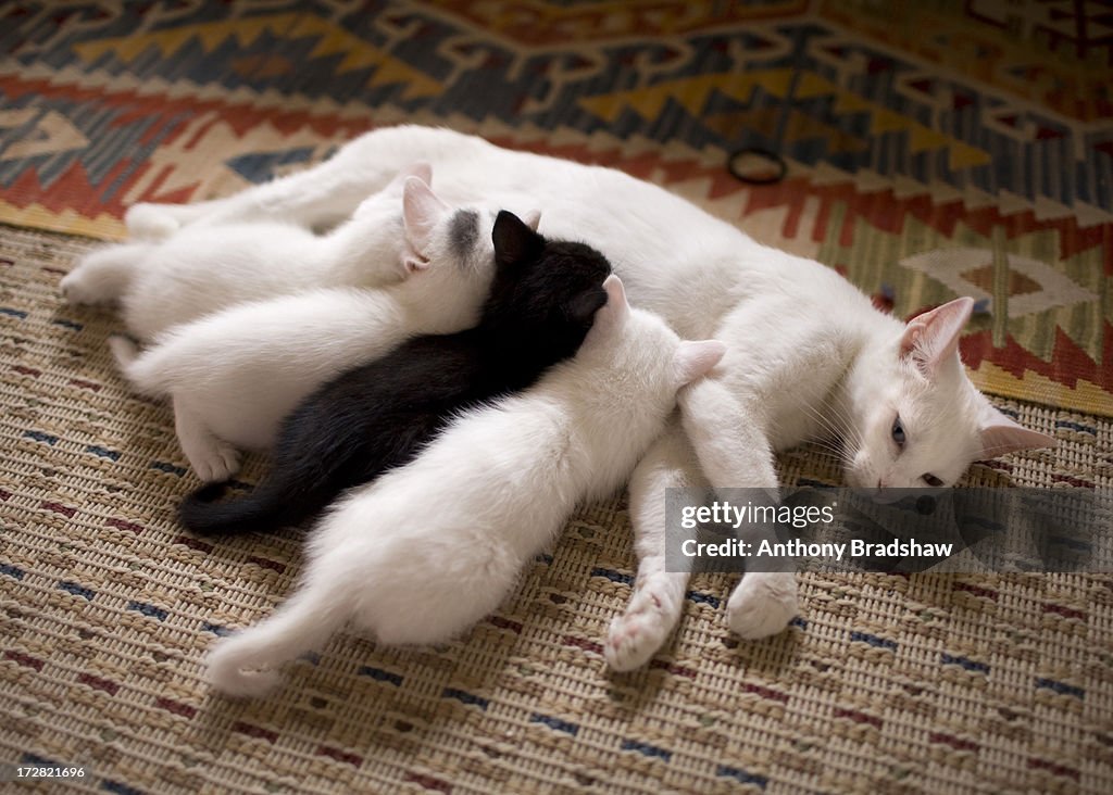 Odd one out, kittens suckling