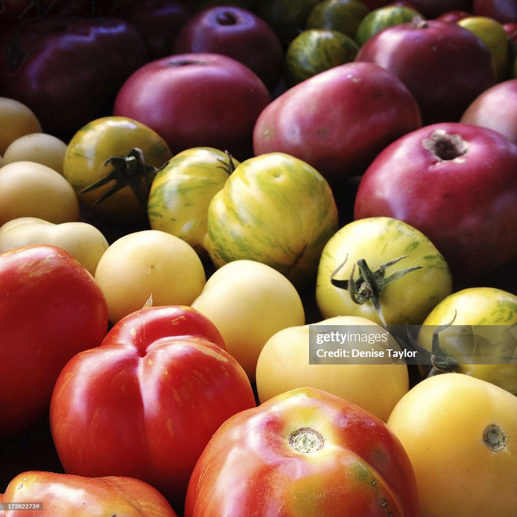 Multicolored tomatoes