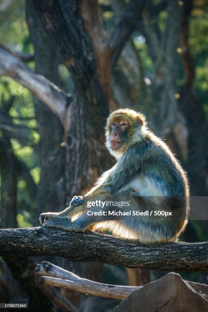 Low angle view of vervet monkey sitting on tree