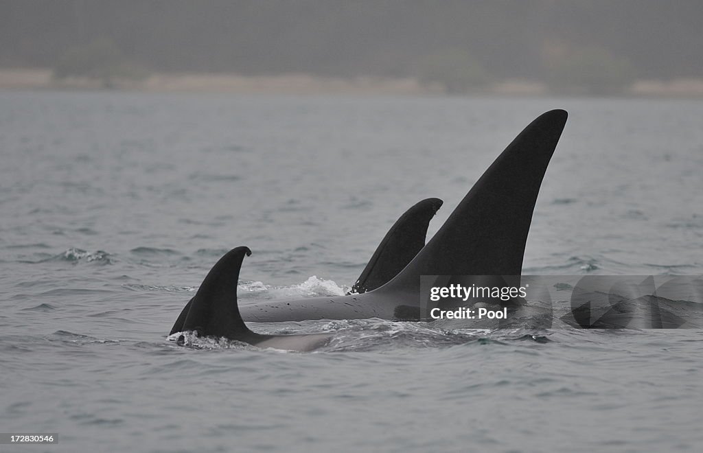 Killer Whales Swim Out To Sea After Beaching In Queensland