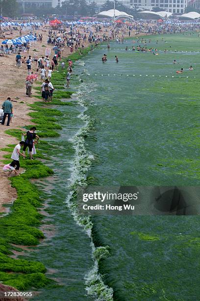 General view of a public beach covered in a thick layer of green algae on July 05, 2013 in Qingdao, China. A large quantity of non-poisonous green...