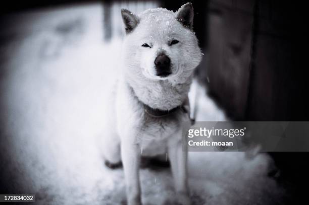 waiting in the snow - hokkaido inu stock pictures, royalty-free photos & images