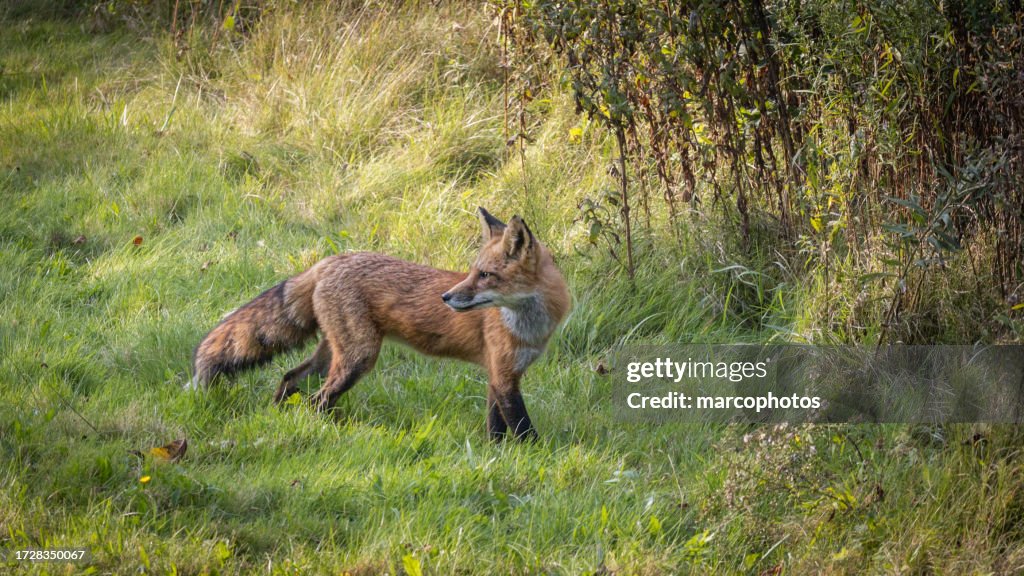 Red fox, (Vulpes vulpes), Renard roux.