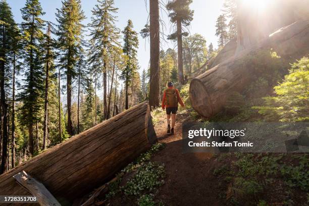 frau und mammutbaum in zwei hälften geschnitten - california sequoia stock-fotos und bilder