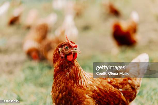 sustainably raised chicken in the countryside - animal welfare chicken stock pictures, royalty-free photos & images