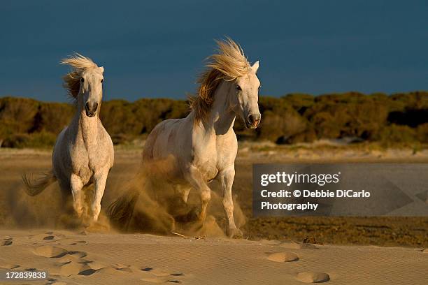 morning run on the beach - camargue photos et images de collection