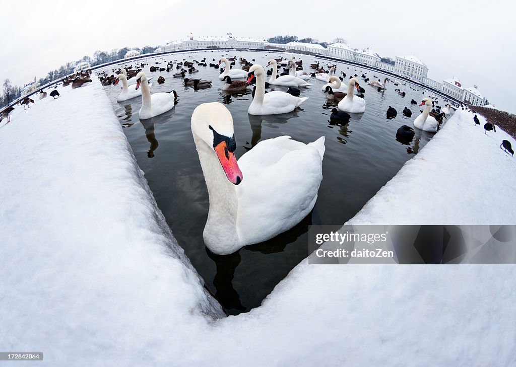 Fisheye view of swans on pond, Munich Germany