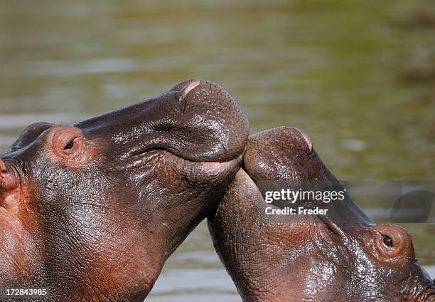 küssen hippos - serengeti nationalpark stock-fotos und bilder