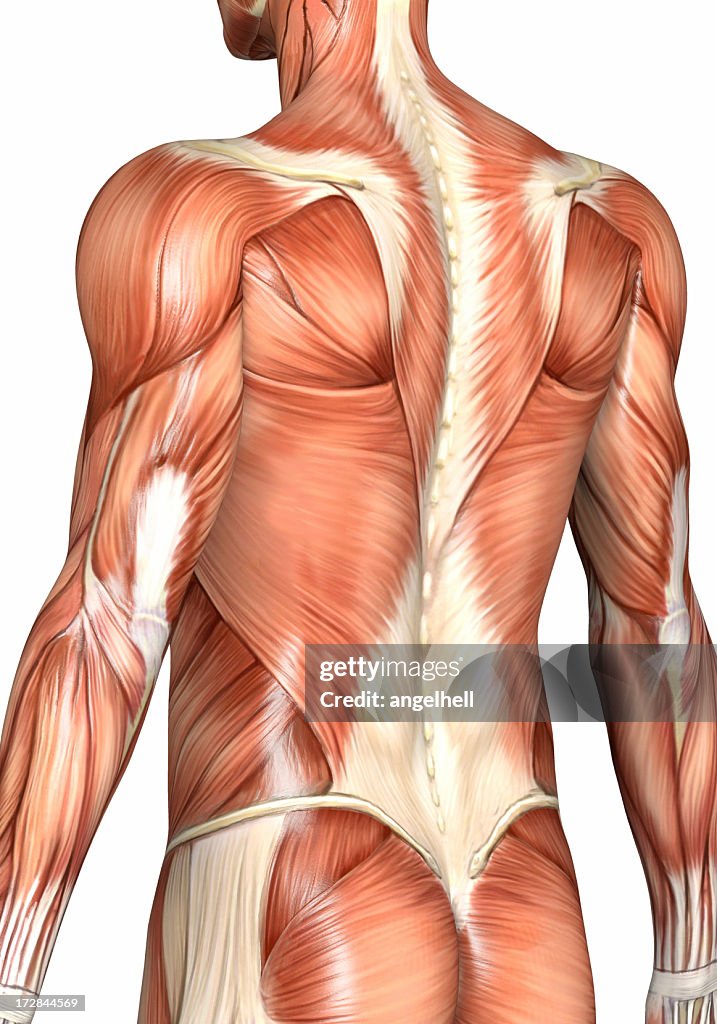 Muscular back of a man