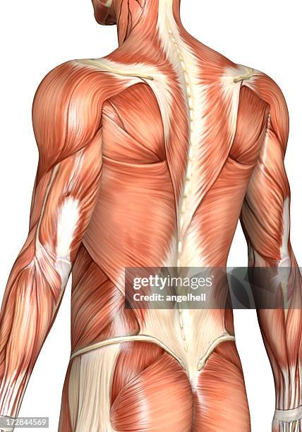 muscular back of a man - tissue anatomy stock pictures, royalty-free photos & images