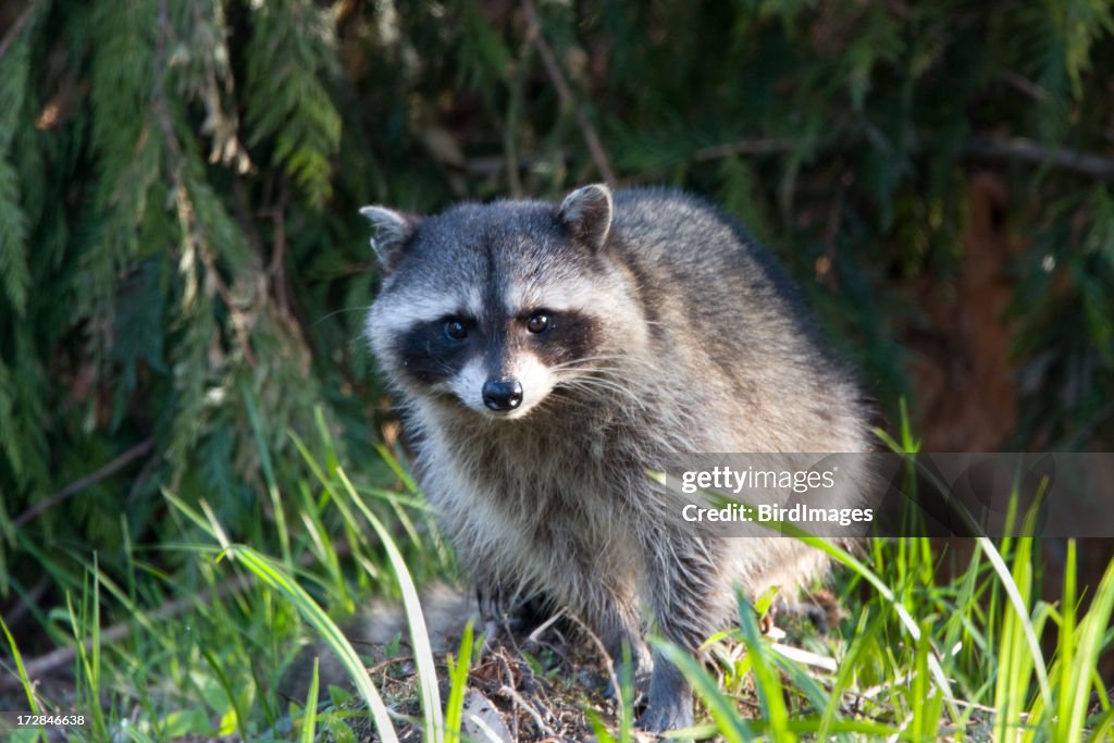 Racoon in the brush