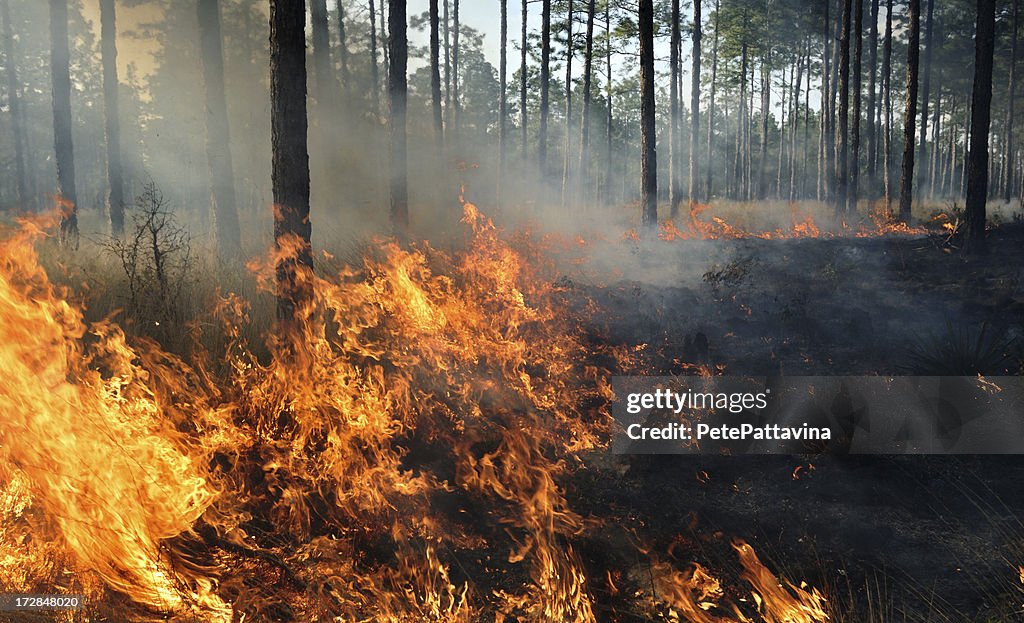 O meio de um incêndio florestal