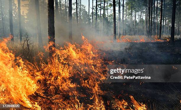 the middle of a forest fire - eldsvåda bildbanksfoton och bilder