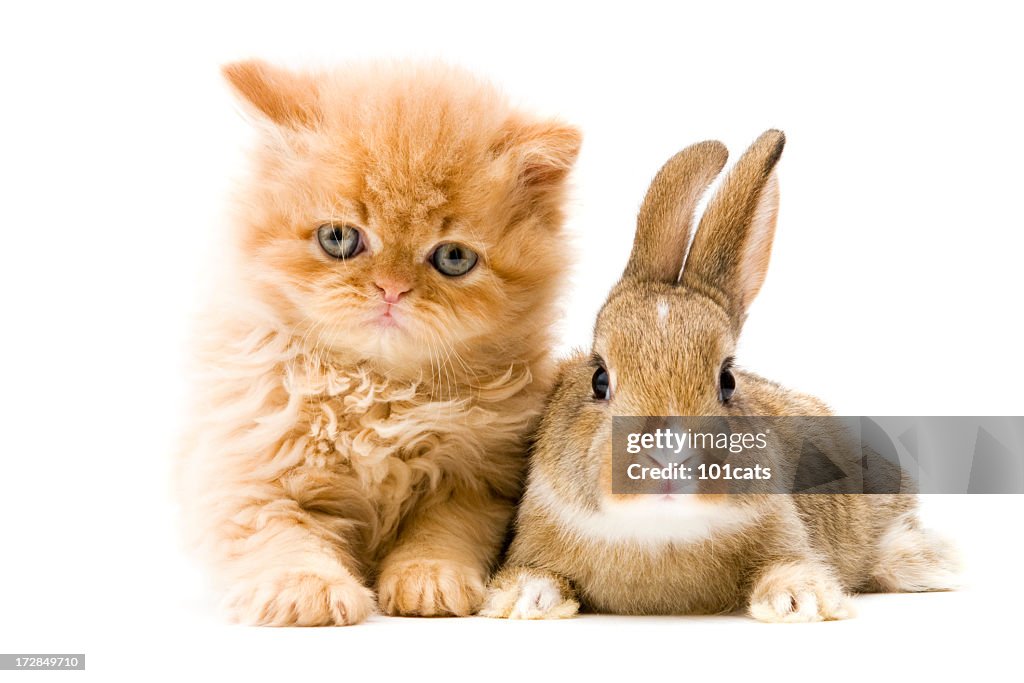 Catn Rabbit Cat And Rabbit High-Res Stock Photo - Getty Images