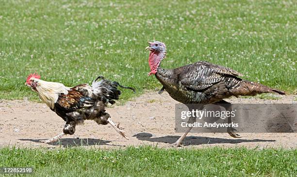 animal race - funny turkey images stockfoto's en -beelden