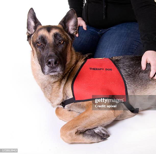 therapy dog - waistcoat stock pictures, royalty-free photos & images