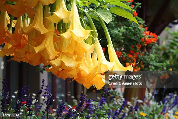 690 fotos e imágenes de Trompeta De Angel - Getty Images 690 fotos e imágenes de Trompeta De Angel - Getty Images