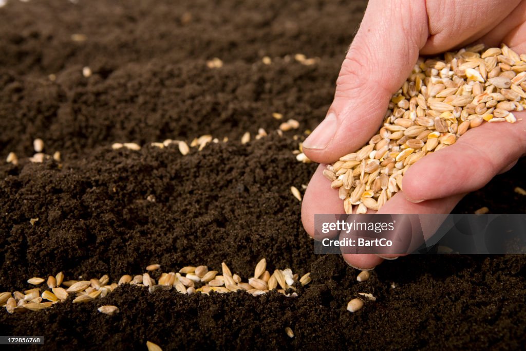 Sowing wheat