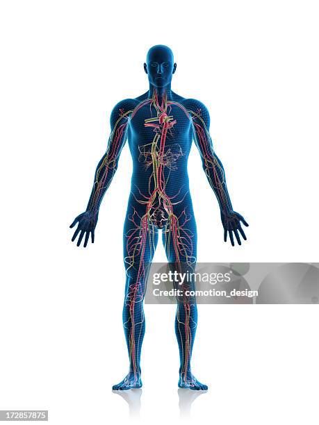 circulatory system - bloedvaten stockfoto's en -beelden