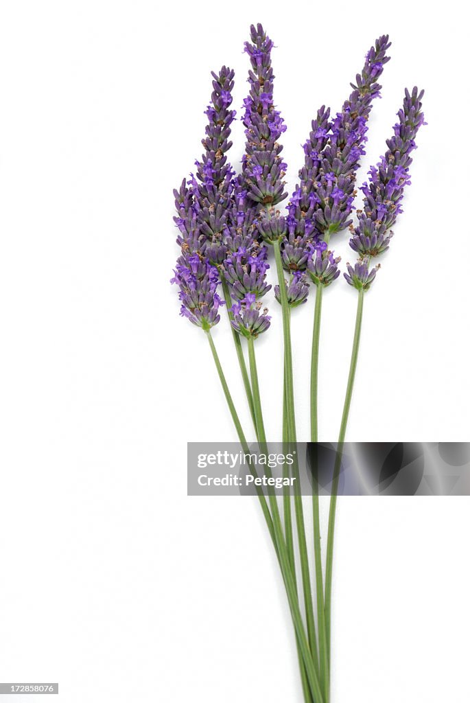 Lavanda