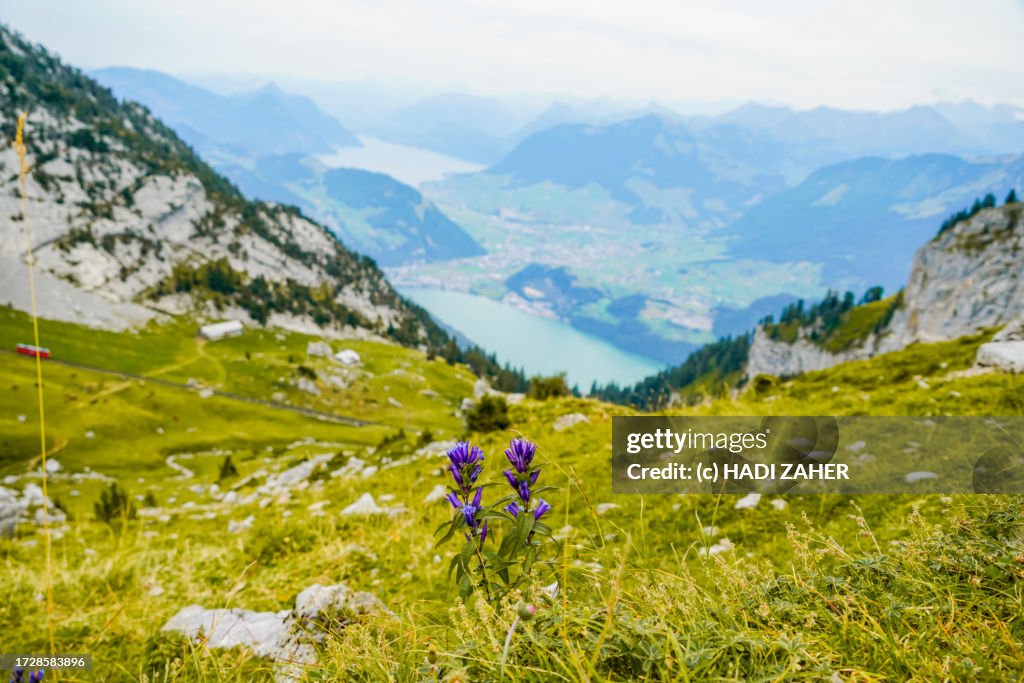 Gentiana or Enzian flowers growing near the top of Mount Pilatus in central Switzerland