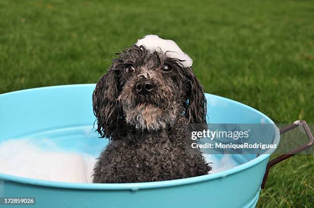 black poodle in blue tub with bubbles on his head - black poodle stockfoto's en -beelden