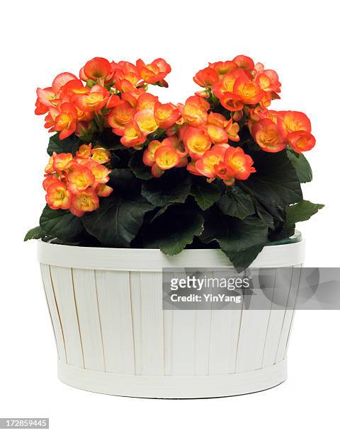begonia flower, orange flowering potted plant in basket, on white - begonia stock pictures, royalty-free photos & images