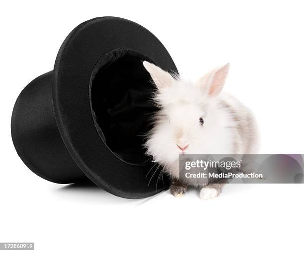 411 Rabbit Top Hat Stock Photos, High-Res Pictures, and Images - Getty ...