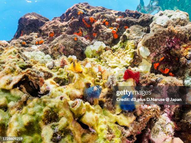 the floriferous and beautiful christmas tree worm on coral.

hirizo beach, nakagi, south izu, kamo-gun, izu peninsula, shizuoka, japan,
photo taken september 29, 2023.
in underwater photography. - tube worm stock pictures, royalty-free photos & images