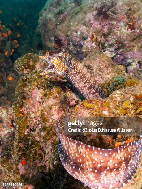 a beautiful dragon moray being cleaned by a cleaner wrasse.

hirizo beach, nakagi, south izu, kamo-gun, izu peninsula, shizuoka, japan,
photo taken september 29, 2023.
in underwater photography. - cleaner wrasse stock pictures, royalty-free photos & images