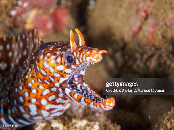 a beautiful dragon moray being cleaned by a cleaner wrasse.

hirizo beach, nakagi, south izu, kamo-gun, izu peninsula, shizuoka, japan,
photo taken september 29, 2023.
in underwater photography. - cleaner wrasse stock pictures, royalty-free photos & images