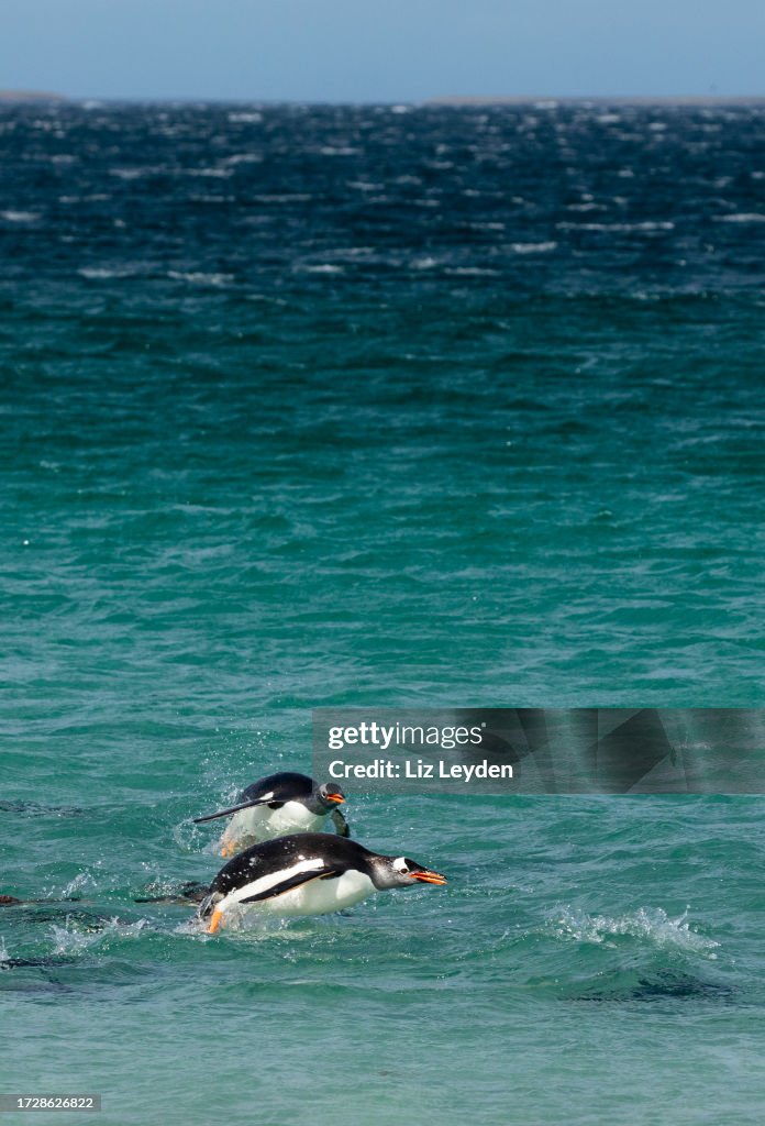 Two Gentoo Penguins, Pygoscelis papua, swimming: Falkland Islands