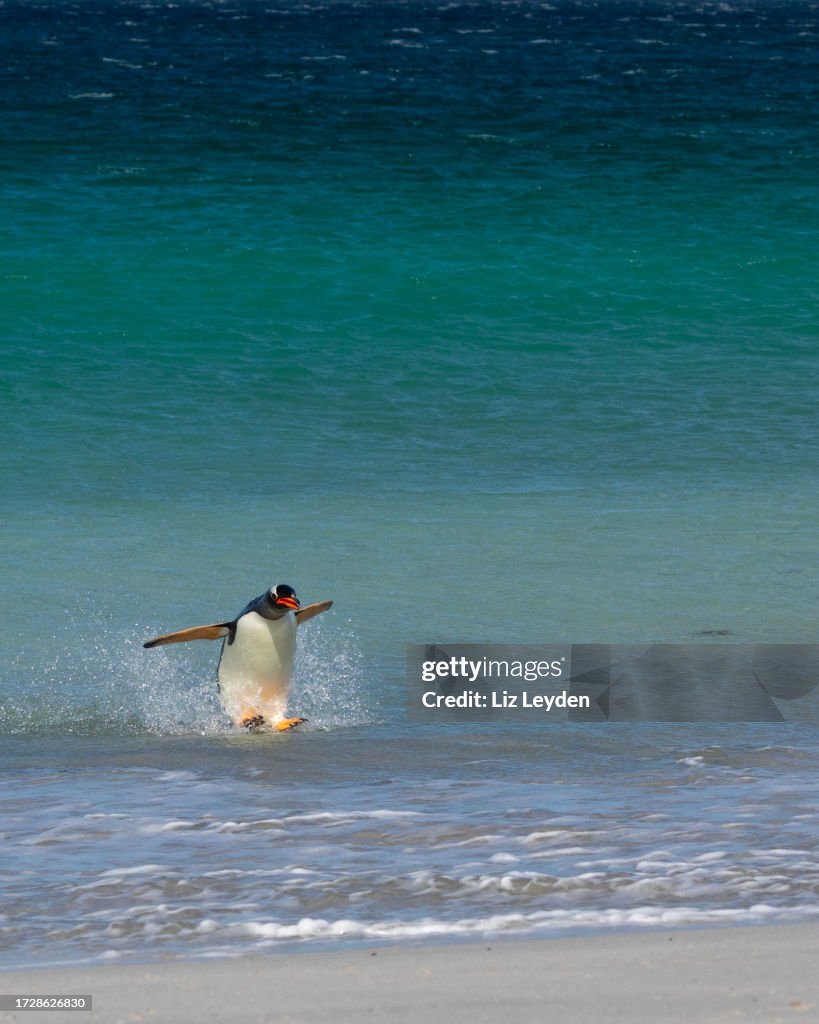 Gentoo Penguin, Pygoscelis papua, jumping out of the South Atlantic Ocean: Falklands