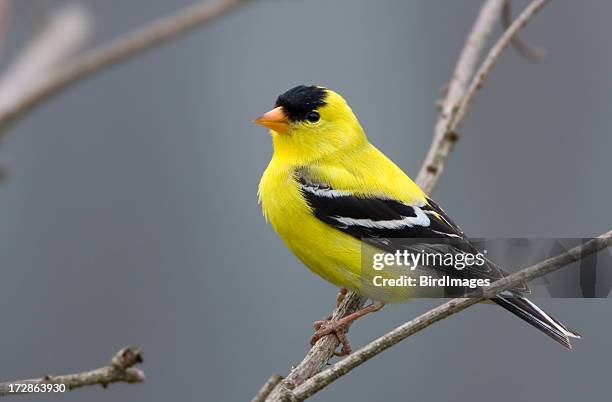 american goldfinch - male - yellow perch bildbanksfoton och bilder
