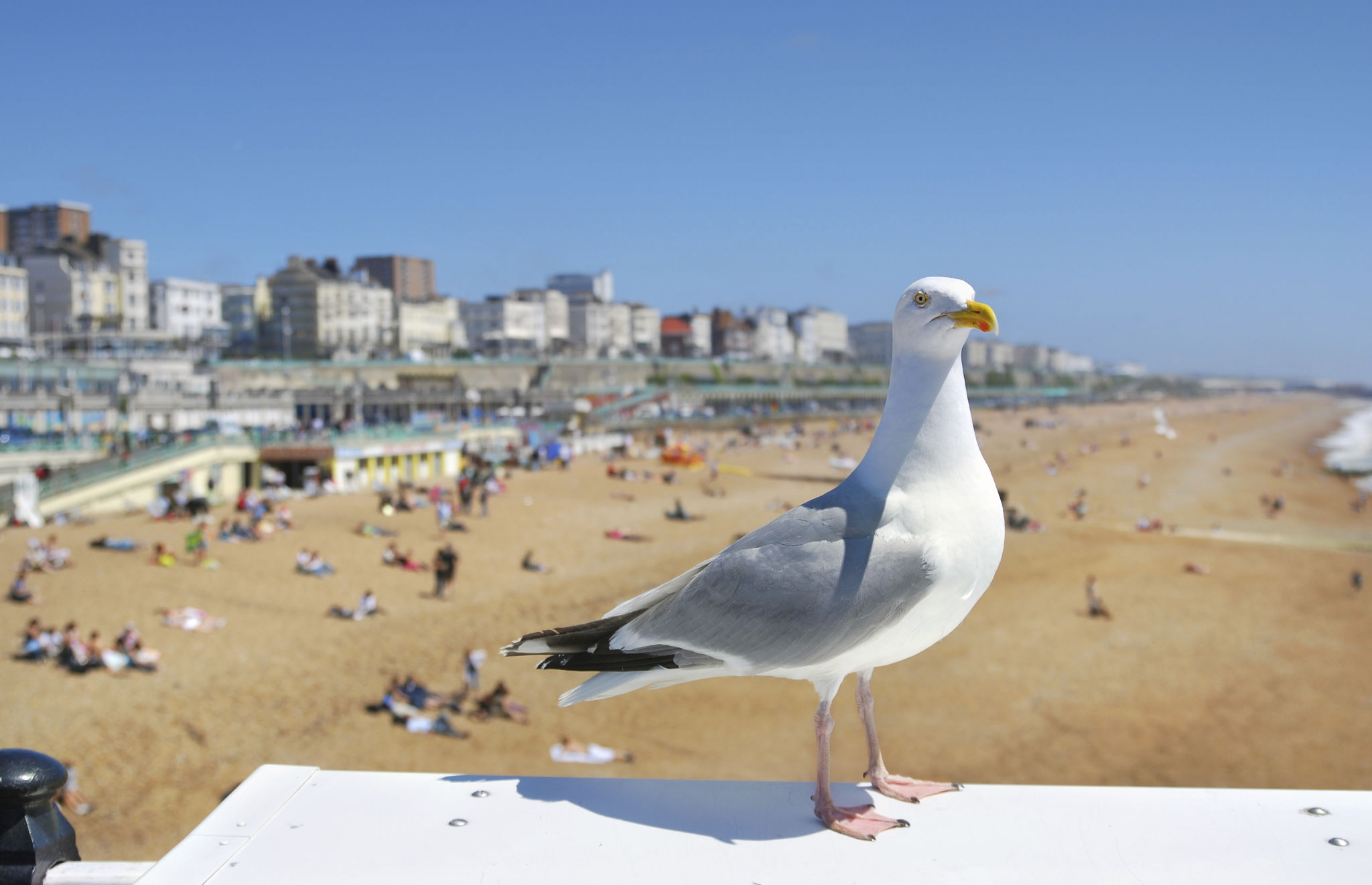 brighton beach