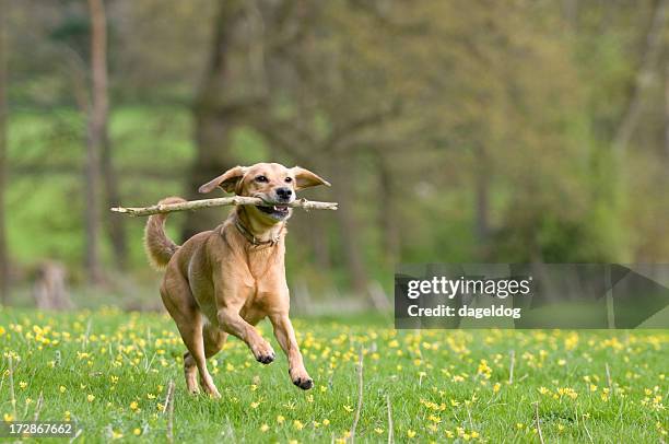 pure joy! - labrador-retriever stockfoto's en -beelden