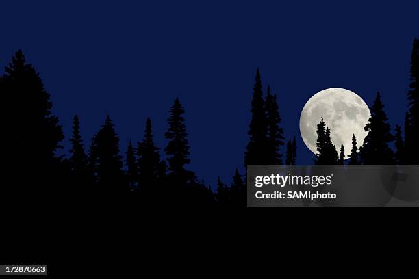 a full moon at night in the forest - månljus bildbanksfoton och bilder